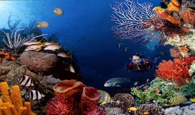 Diving-Mauritius