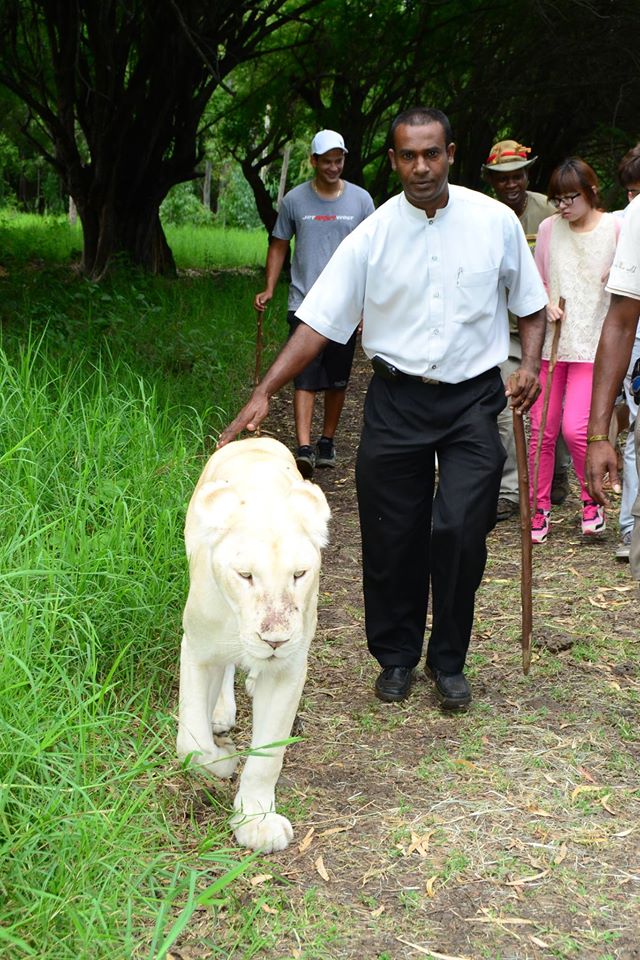 casela-encounter-the-lions