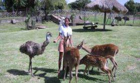 safari-mauritius