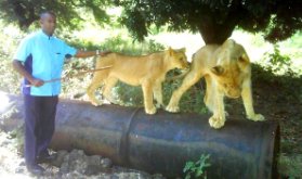 walking-with-lions-Mauritius